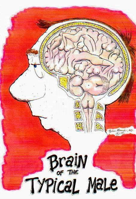 A male's brain