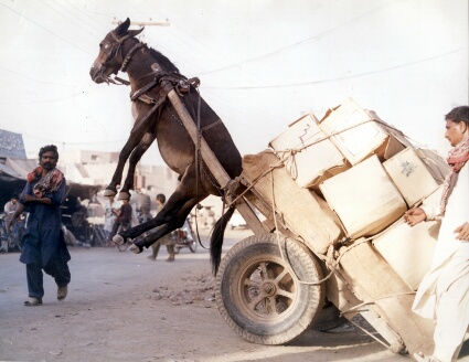 Loaded horse